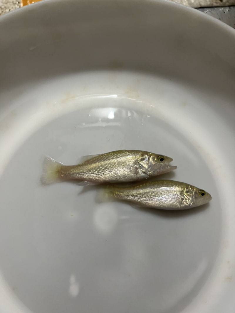 鲈鱼苗加州鲈鱼苗优鲈3号大口黑鲈淡水鱼苗