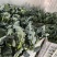 河南扶沟县优秀西兰花种植基地保质保量全国发货欢迎联系