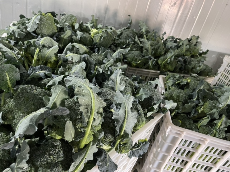 河南扶沟县优秀西兰花种植基地保质保量全国发货欢迎联系