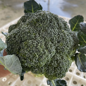 河南扶沟县优秀西兰花种植基地保质保量全国发货欢迎联系