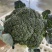 河南扶沟县优秀西兰花种植基地保质保量全国发货欢迎联系