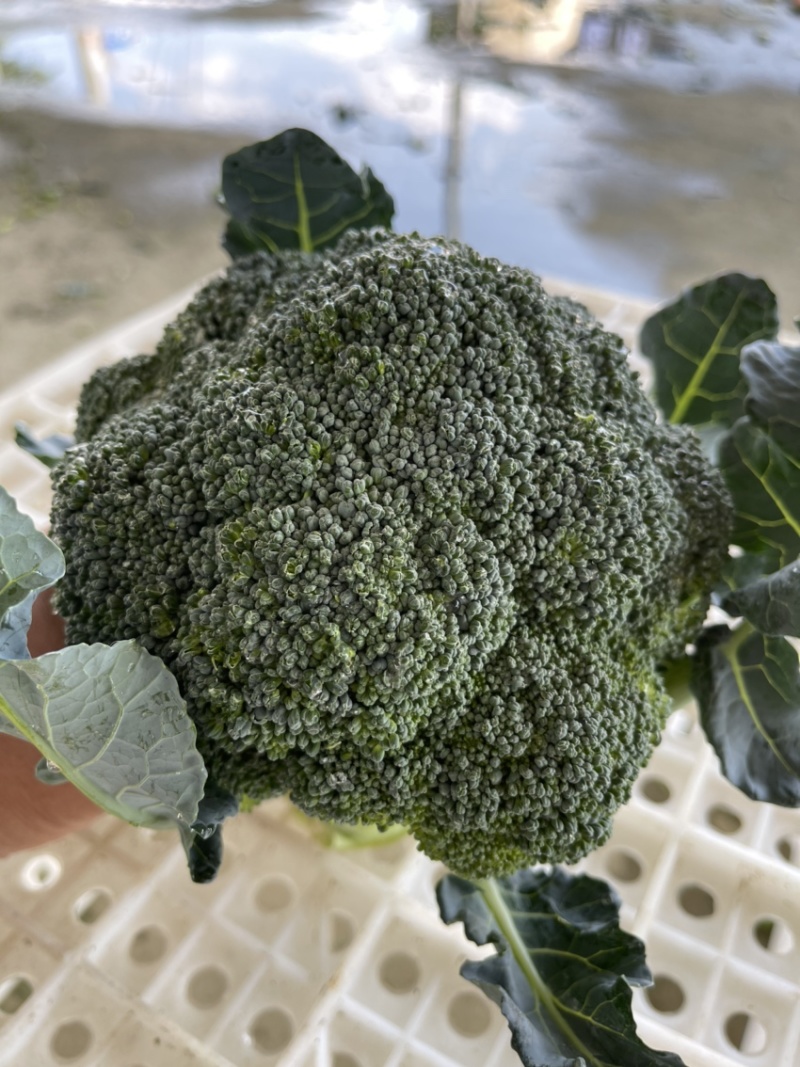 河南扶沟县优秀西兰花种植基地保质保量全国发货欢迎联系