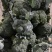 河南扶沟县优秀西兰花种植基地保质保量全国发货欢迎联系