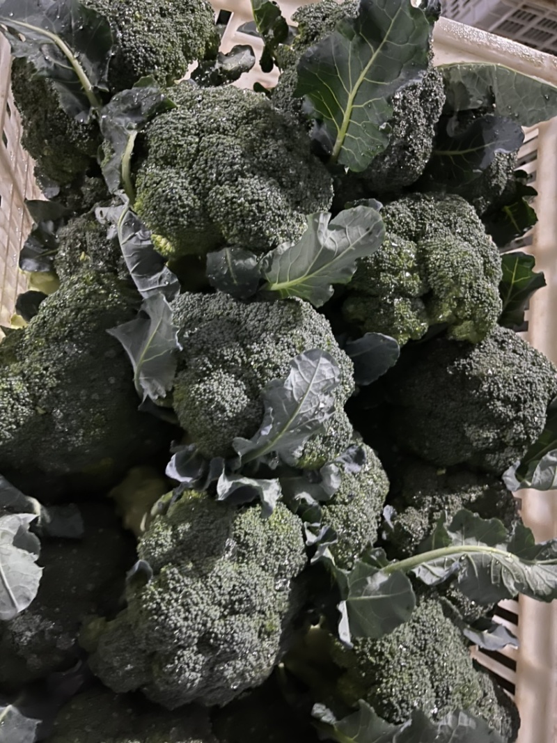 河南扶沟县优秀西兰花种植基地保质保量全国发货欢迎联系