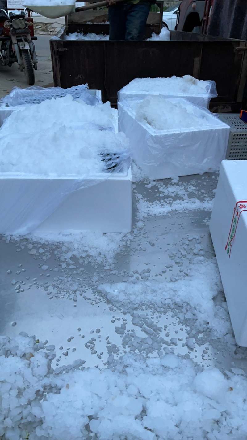 河南扶沟县优秀西兰花种植基地保质保量全国发货欢迎联系