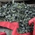 河南扶沟县优秀西兰花种植基地保质保量全国发货欢迎联系