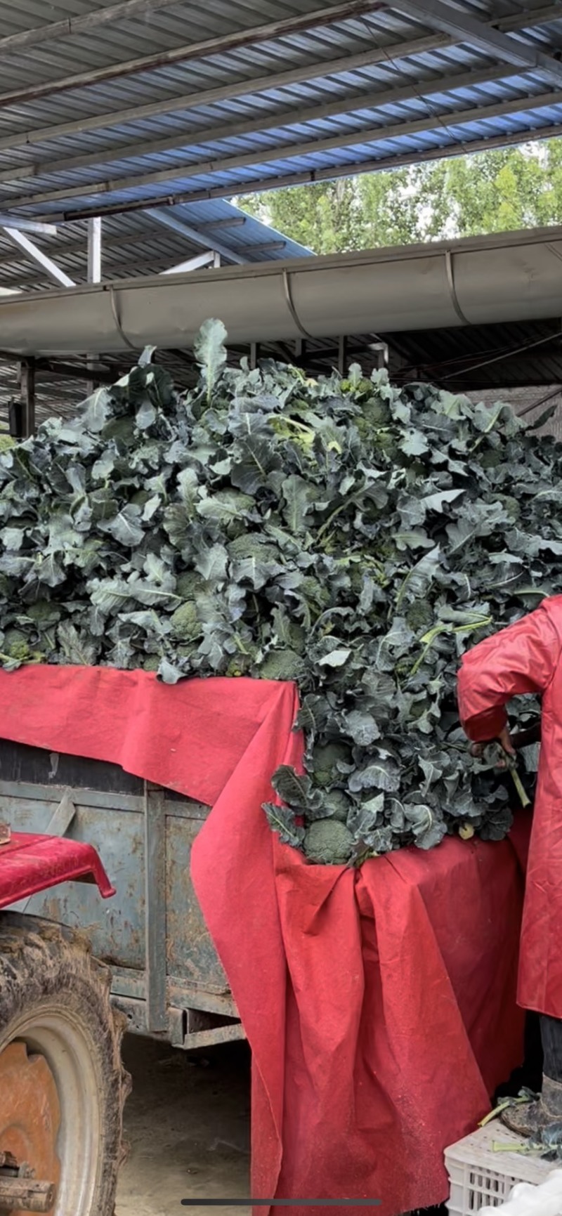 河南扶沟县优秀西兰花种植基地保质保量全国发货欢迎联系