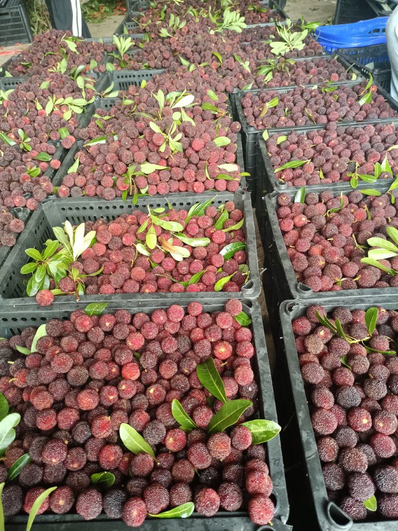 杨梅品种荸荠梅，黑炭梅精品市场货，量大价优。