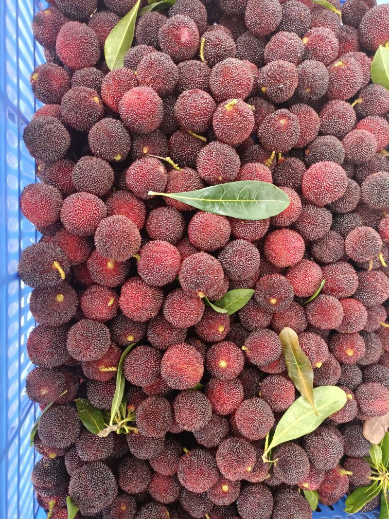 杨梅品种荸荠梅，黑炭梅精品市场货，量大价优。