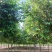 紫叶稠李