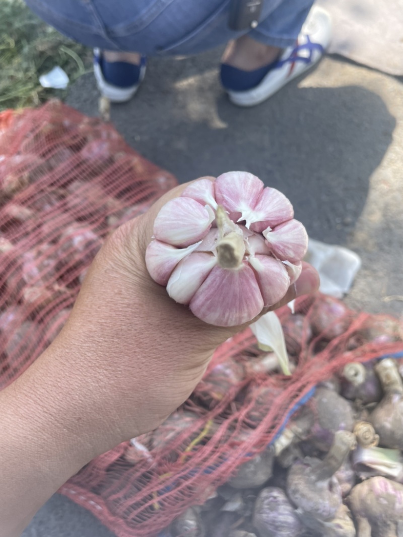 精品大蒜