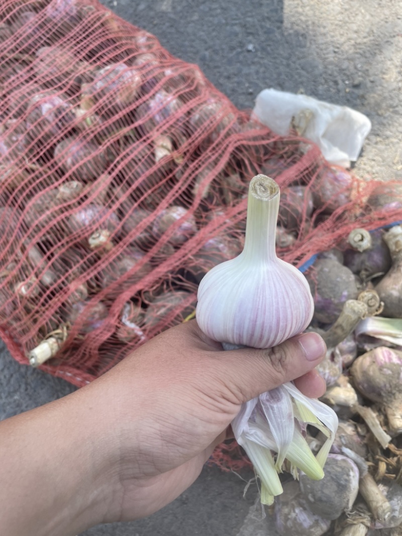 精品大蒜