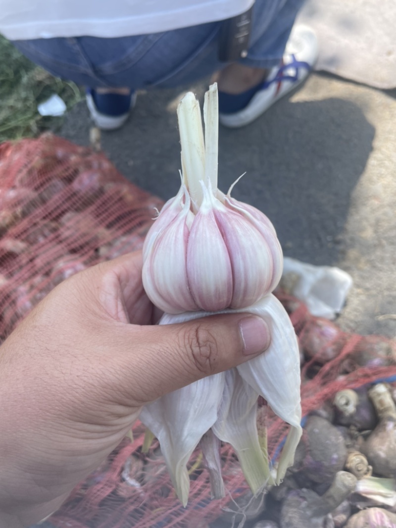 精品大蒜