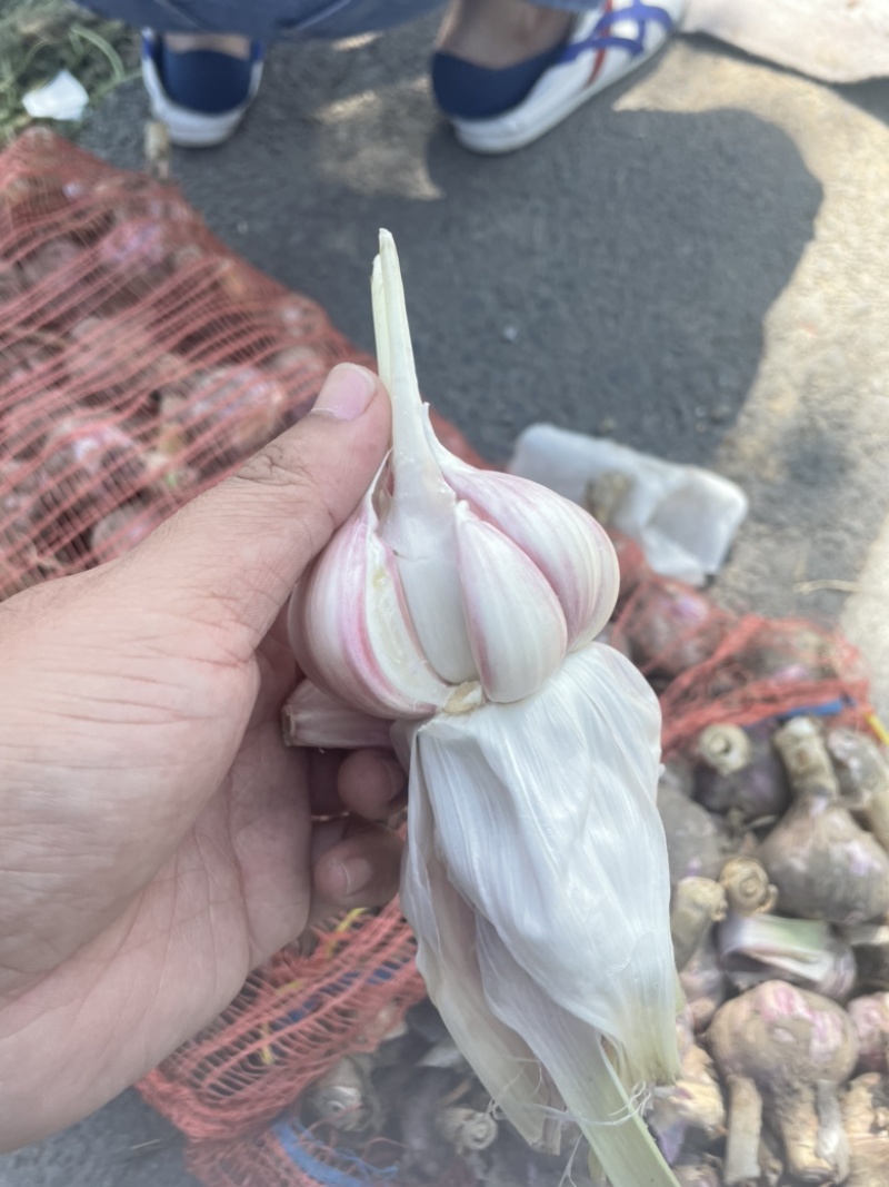 精品大蒜