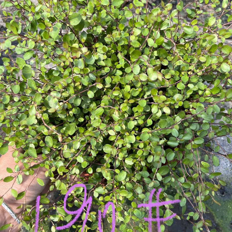 千叶兰