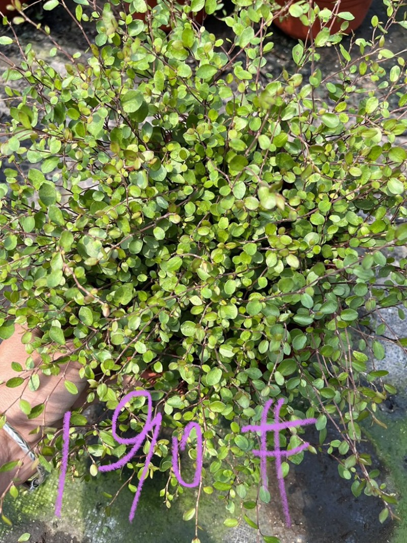 千叶兰