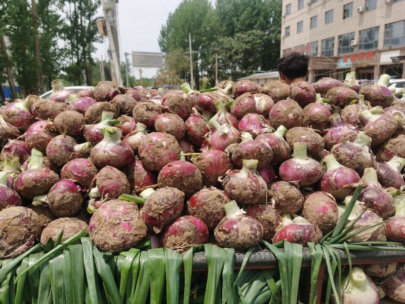 开封紫皮洋葱产地批发一手货源品质保证量大从优欢迎来电