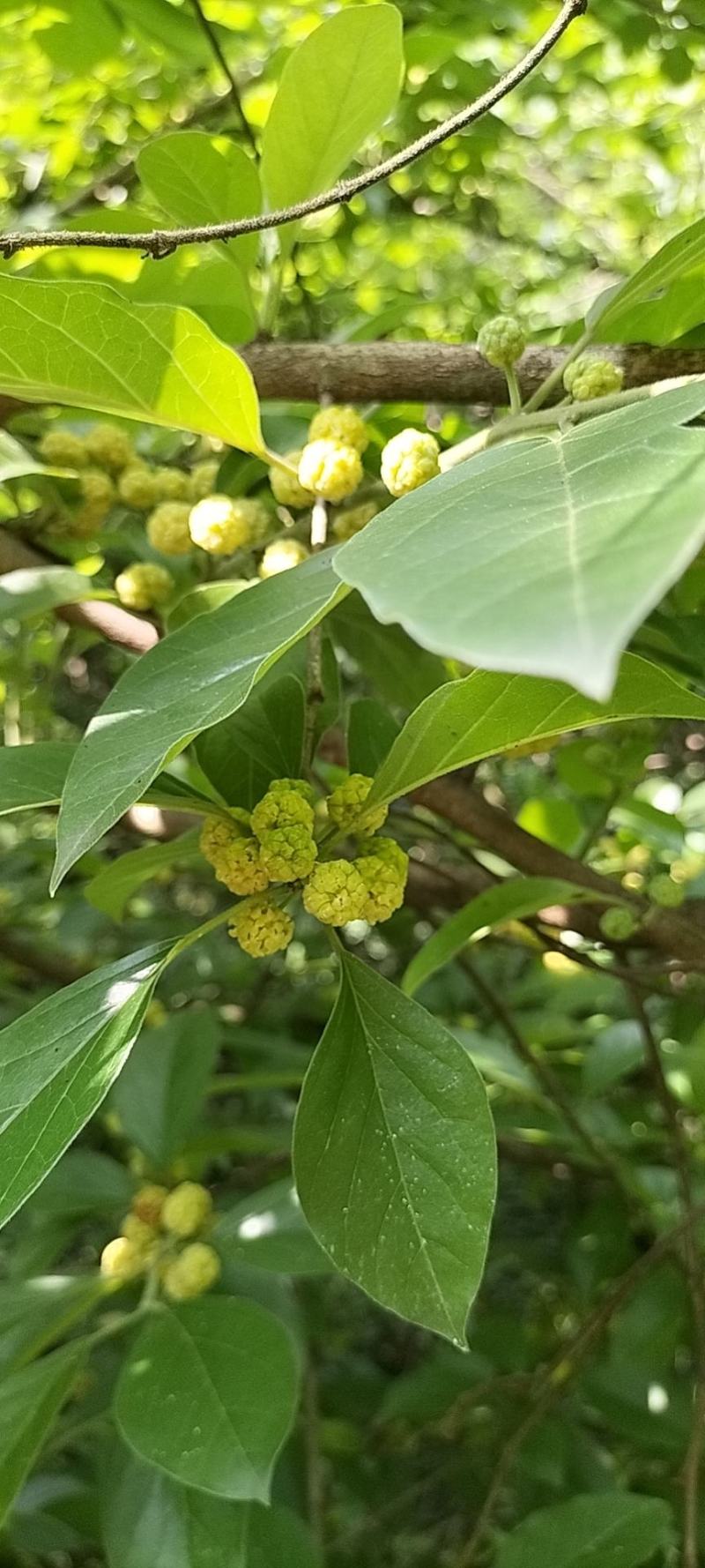 穿破石，九层皮，鲜货纯根，树形，一手现挖现发，价格实惠，