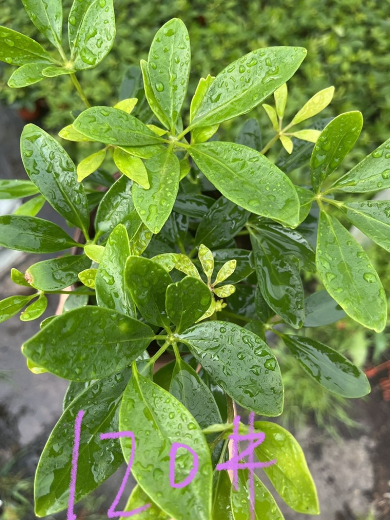 鸭脚木