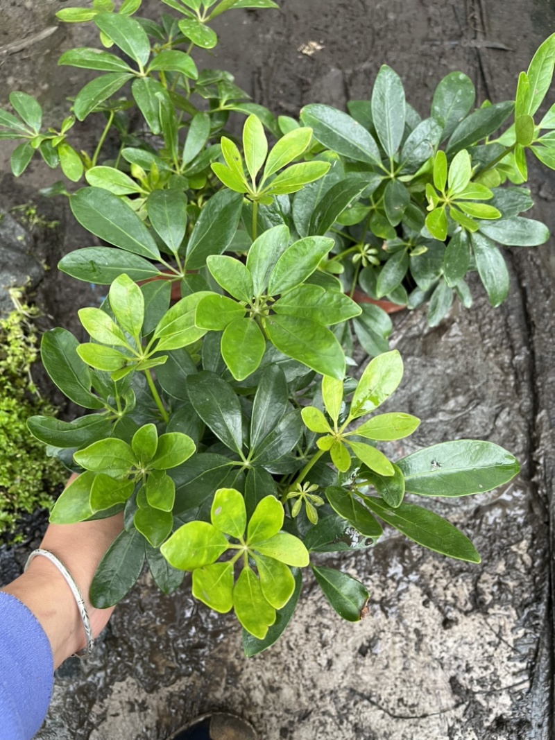 鸭脚木