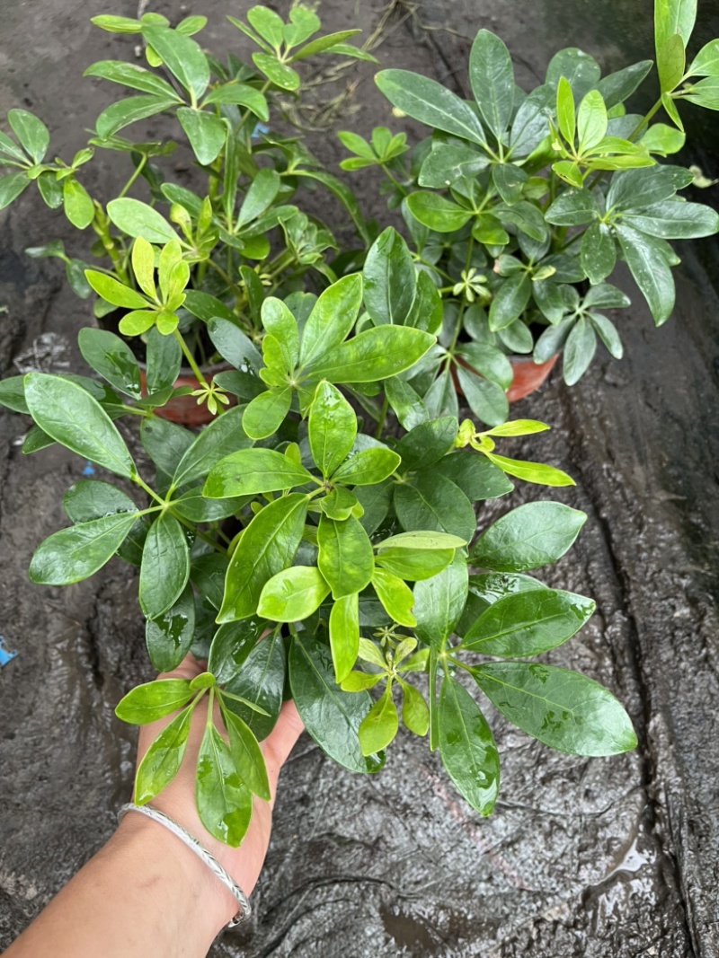 鸭脚木