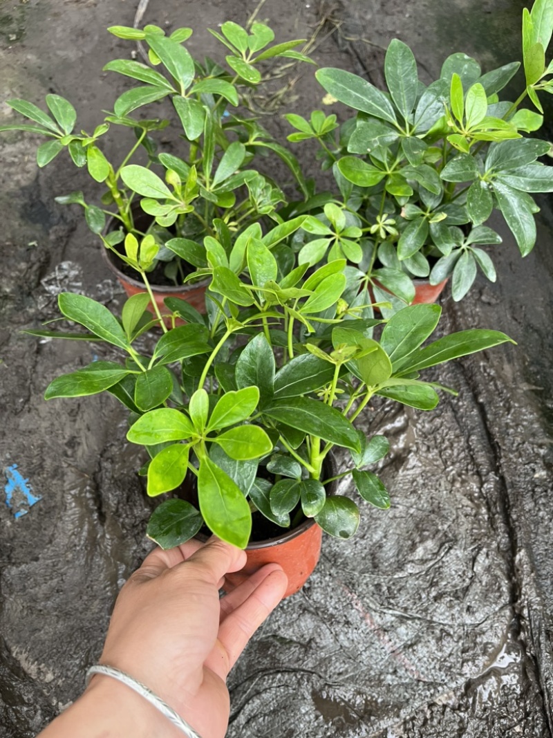 鸭脚木
