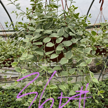 花叶蔓