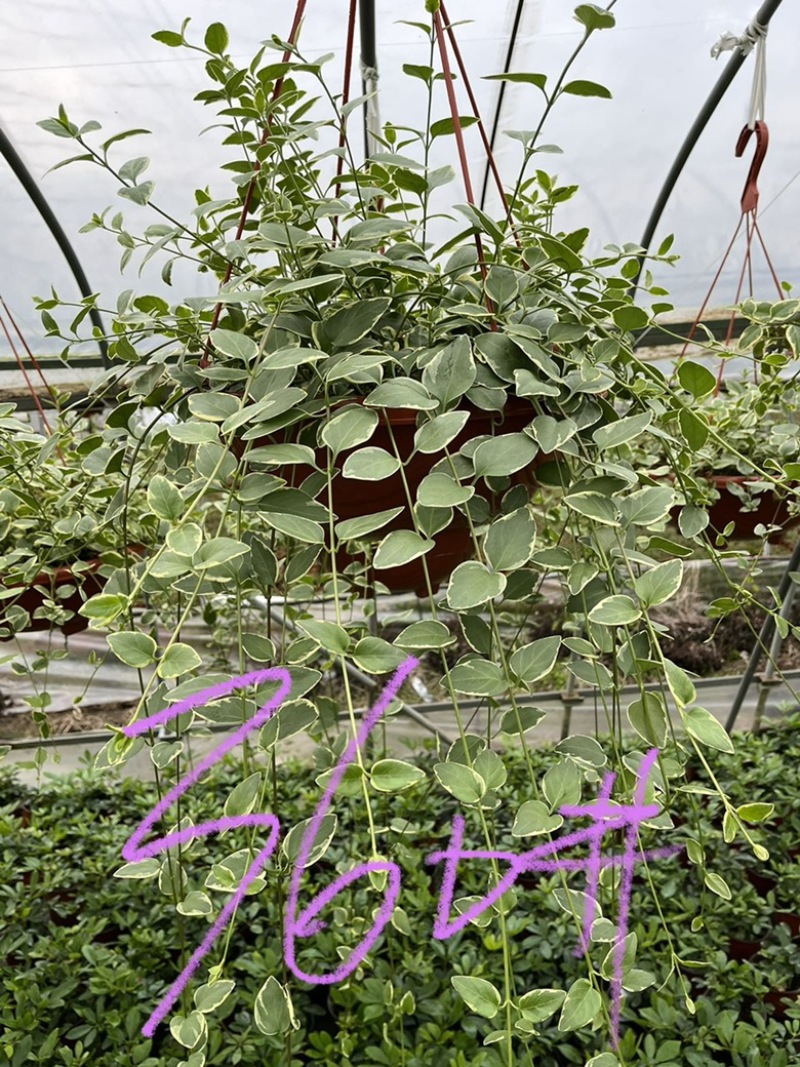 花叶蔓