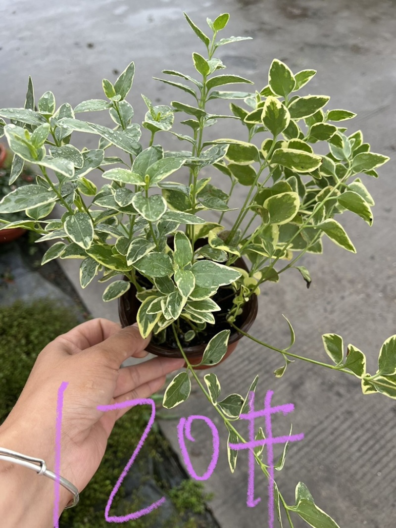 花叶蔓