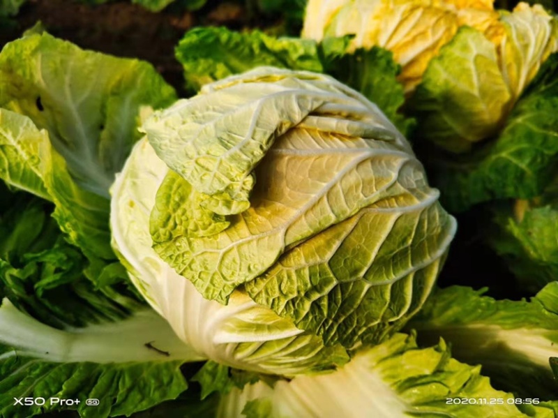 橘红色白菜种子秋季种植口感好柔红白菜