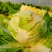 橘红色白菜种子秋季种植口感好柔红白菜