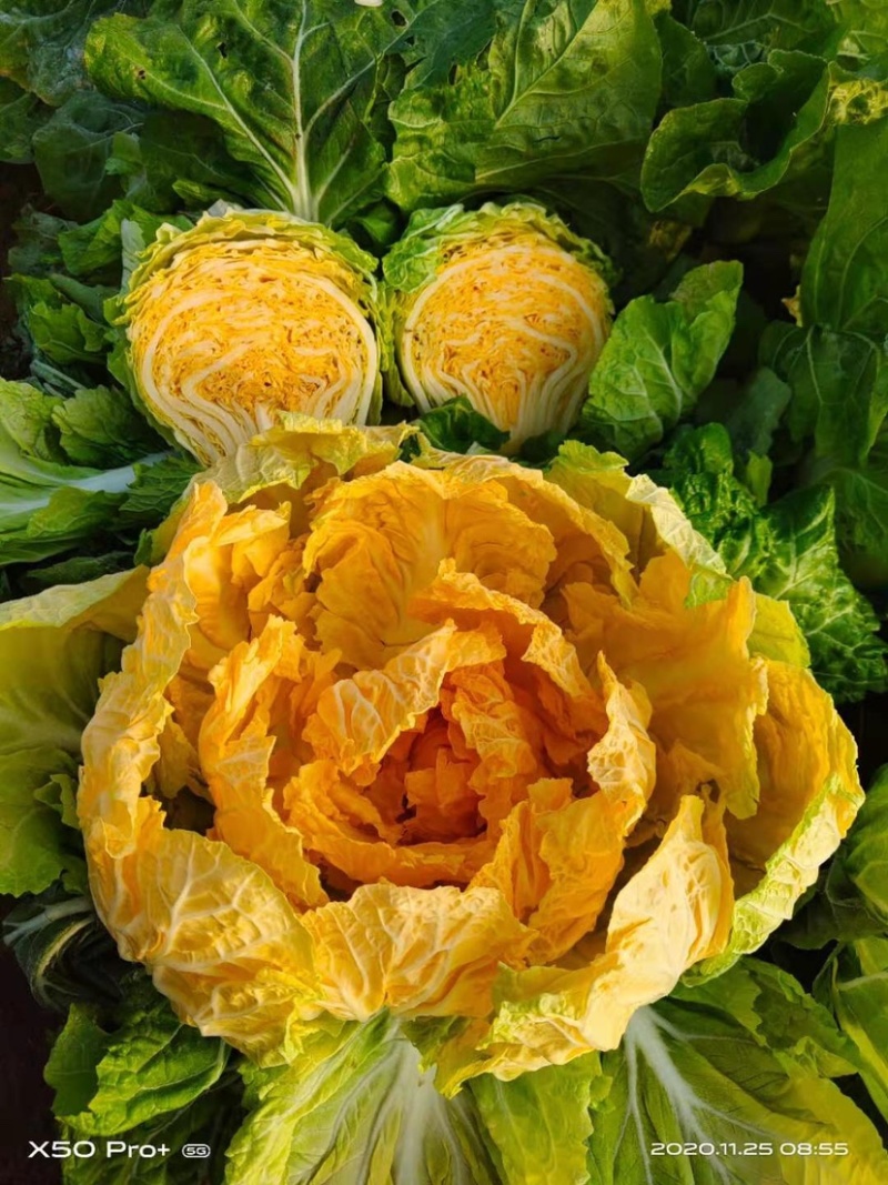 橘红色白菜种子秋季种植口感好柔红白菜