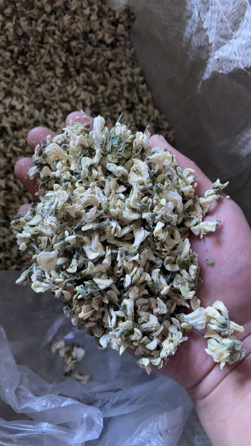 今年新产洋槐花自然晾晒质量保障诚信经营欢迎电话联系