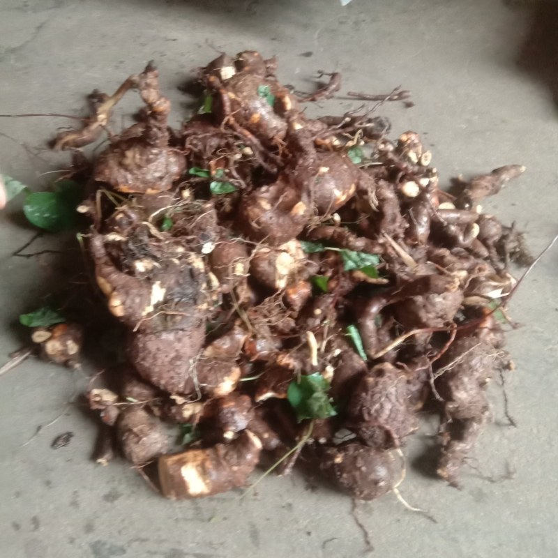 金线吊乌龟