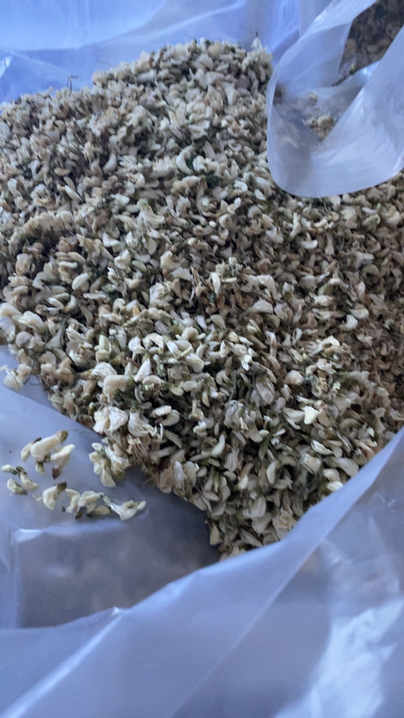今年新产洋槐花自然晾晒质量保障诚信经营欢迎电话联系