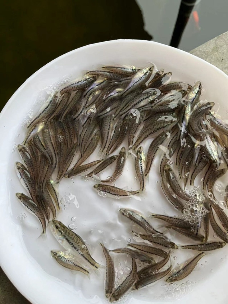 已驯化加州鲈鱼苗活体路亚大嘴黑鲈鱼苗淡水包邮