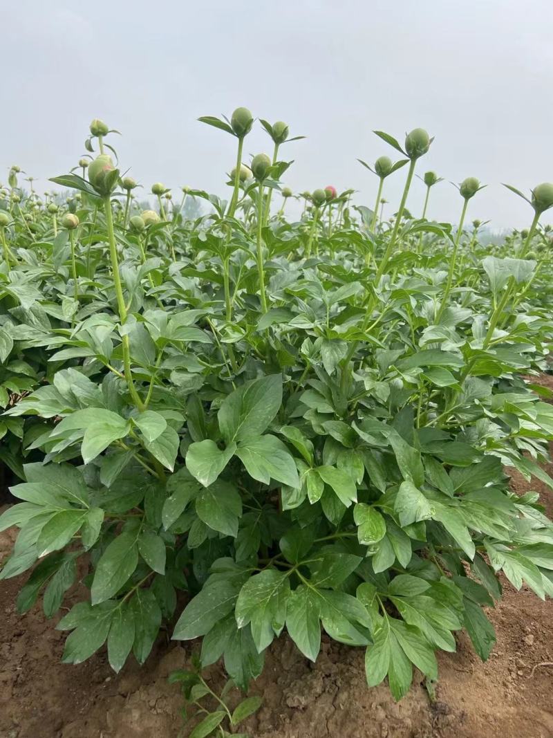 选芍药来这里，正宗菏泽牡丹区大花千层重瓣观赏芍药，质优价