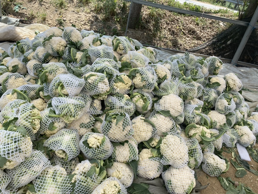 松花菜采收与包装现场