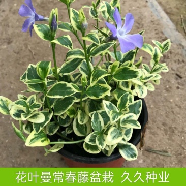 花叶蔓常春藤吊兰垂吊盆栽室内爬藤植物四季开花开紫色花不断