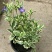 花叶蔓常春藤吊兰垂吊盆栽室内爬藤植物四季开花开紫色花不断