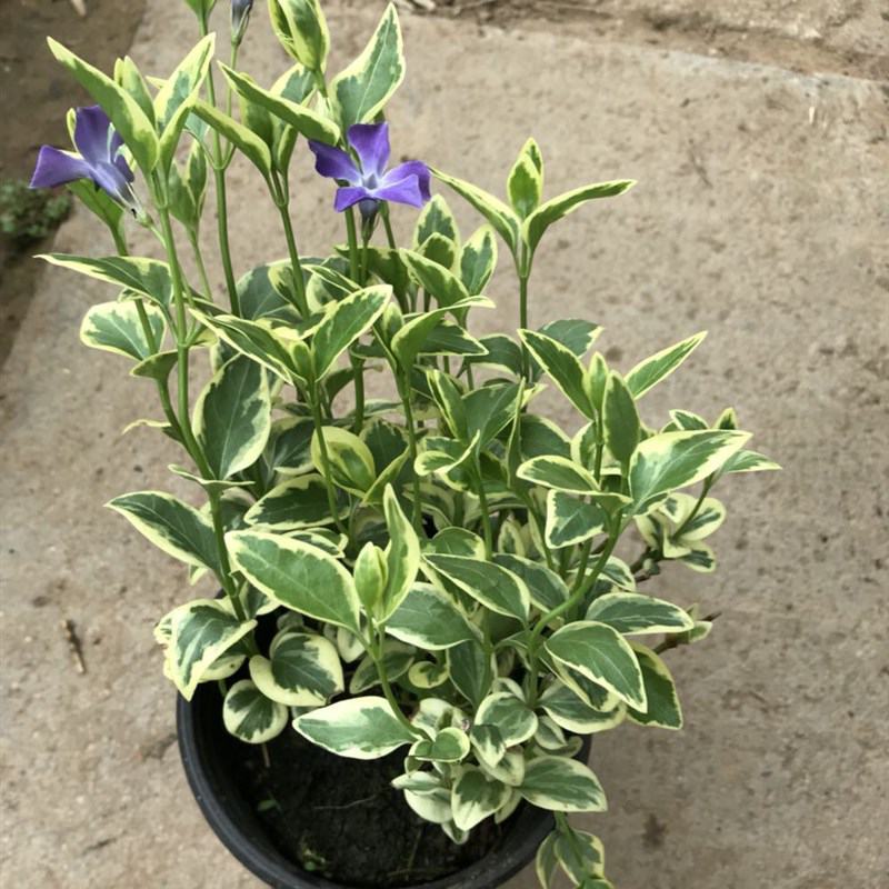 花叶蔓常春藤吊兰垂吊盆栽室内爬藤植物四季开花开紫色花不断