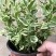花叶蔓常春藤吊兰垂吊盆栽室内爬藤植物四季开花开紫色花不断