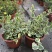 花叶蔓常春藤吊兰垂吊盆栽室内爬藤植物四季开花开紫色花不断