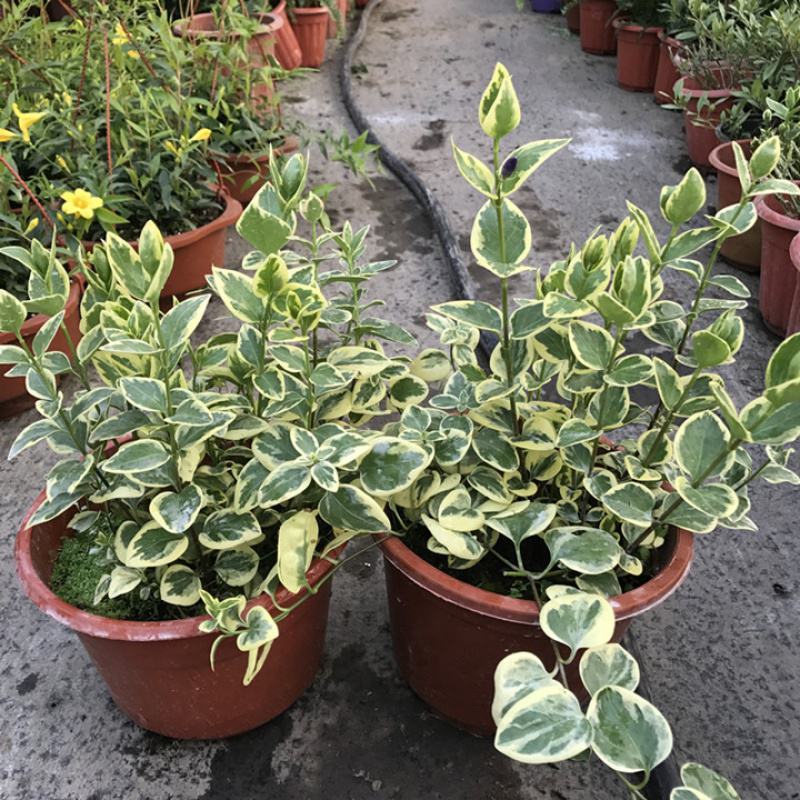 花叶蔓常春藤吊兰垂吊盆栽室内爬藤植物四季开花开紫色花不断
