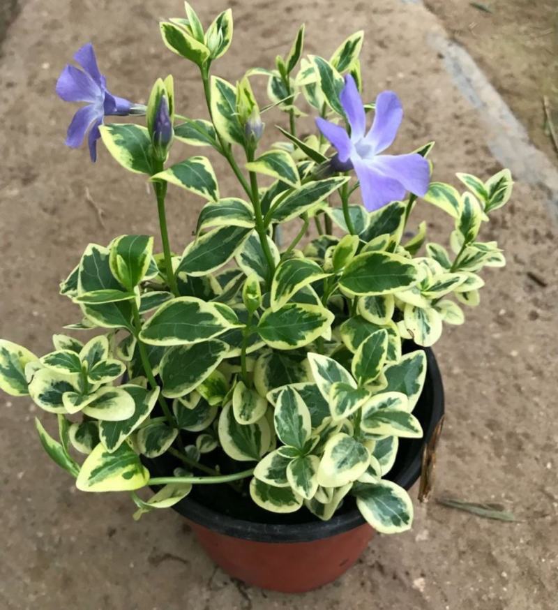 花叶蔓常春藤吊兰垂吊盆栽室内爬藤植物四季开花开紫色花不断