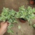 花叶蔓常春藤吊兰垂吊盆栽室内爬藤植物四季开花开紫色花不断