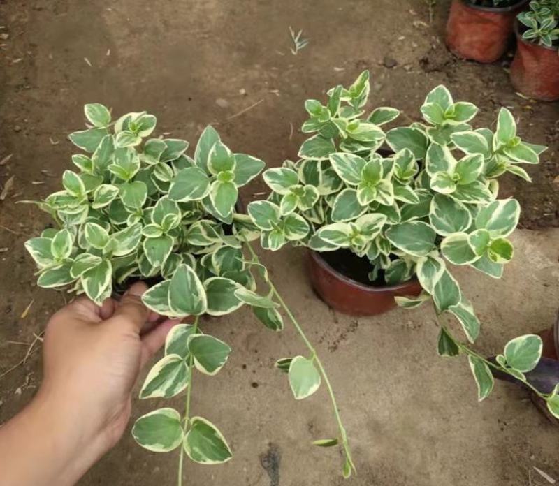 花叶蔓常春藤吊兰垂吊盆栽室内爬藤植物四季开花开紫色花不断