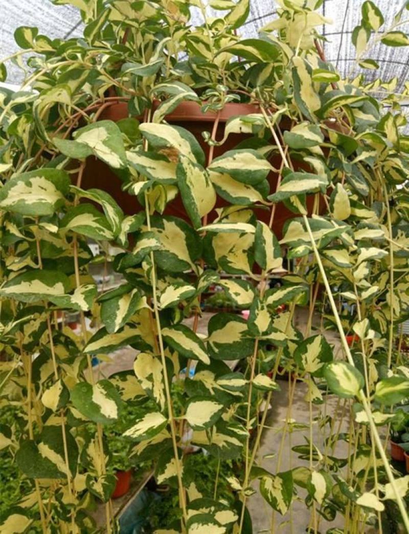 花叶蔓常春藤吊兰垂吊盆栽室内爬藤植物四季开花开紫色花不断
