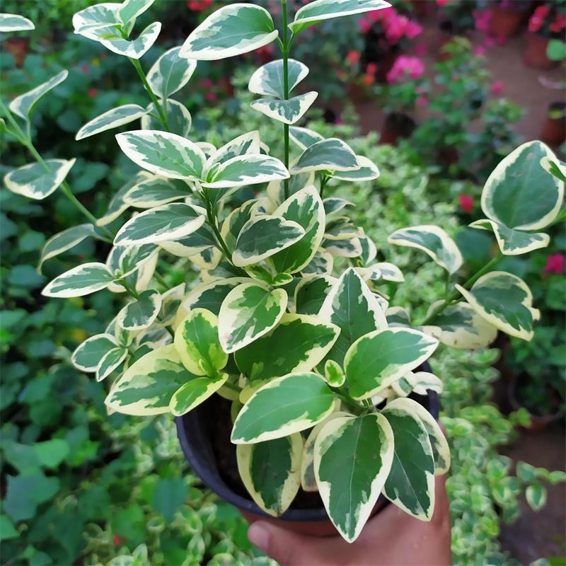 花叶蔓常春藤吊兰垂吊盆栽室内爬藤植物四季开花开紫色花不断