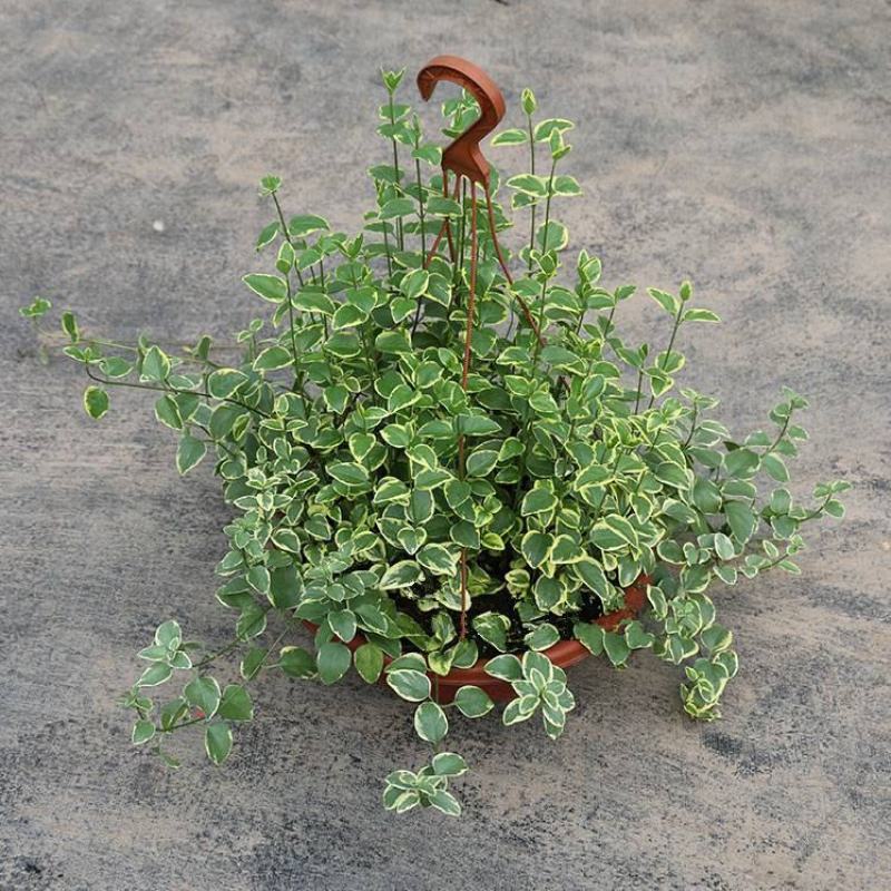 花叶蔓常春藤吊兰垂吊盆栽室内爬藤植物四季开花开紫色花不断